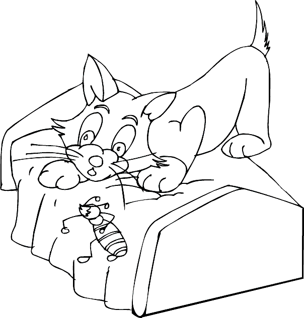 Cats 17